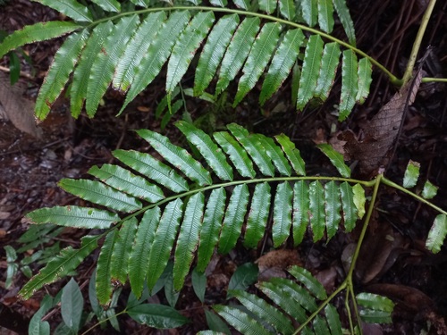 Ptisana salicifolia image