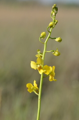 Eulophia speciosa