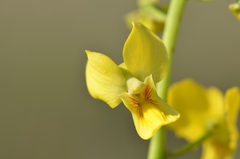 Eulophia speciosa