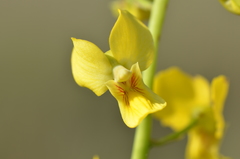 Eulophia speciosa