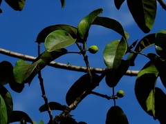 Ficus pakkensis
