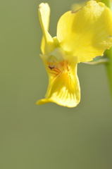 Eulophia speciosa