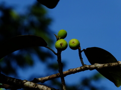 Ficus pakkensis