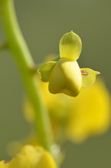 Eulophia speciosa