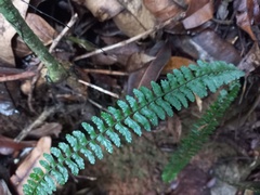 Asplenium erectum