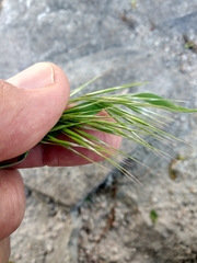 Bromus sterilis
