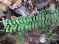 Asplenium erectum