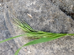 Bromus sterilis