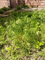 Bromus sterilis