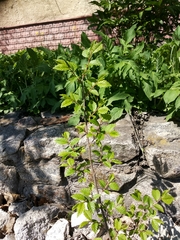 Ulmus pumila