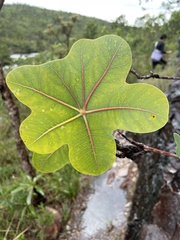 Manihot peltata