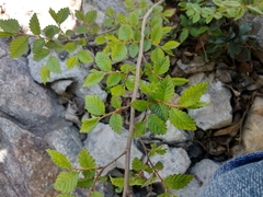 Ulmus pumila