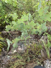 Manihot peltata