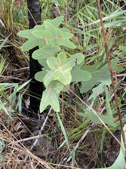 Manihot peltata