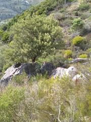 Phylica buxifolia