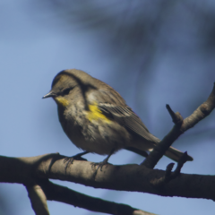 Setophaga coronata auduboni