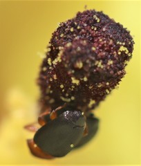 Eudelodes bicolor
