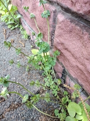 Lamium amplexicaule