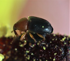 Eudelodes bicolor