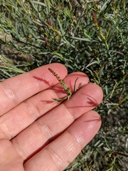 Stillingia linearifolia