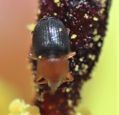 Eudelodes bicolor
