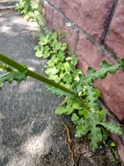 Senecio vernalis