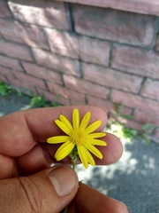 Senecio vernalis