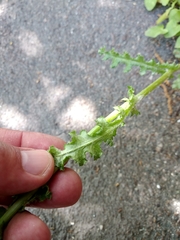 Senecio vernalis