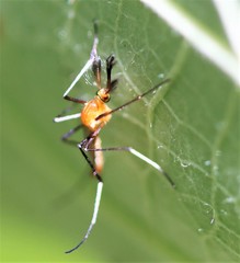 Coquillettidia xanthogaster