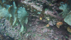 Halocynthia pyriformis