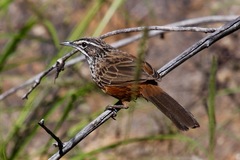 Achaetops pycnopygius