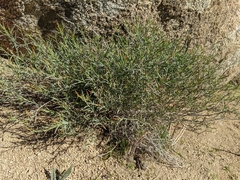 Stillingia linearifolia