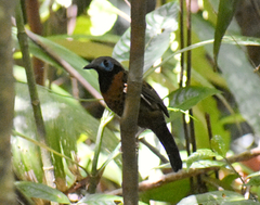 Phaenostictus mcleannani