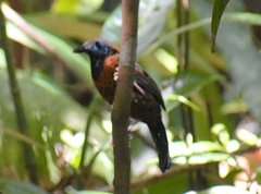 Phaenostictus mcleannani