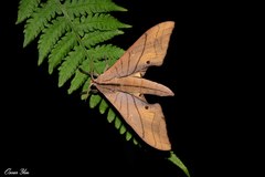 Marumba cristata bukaiana