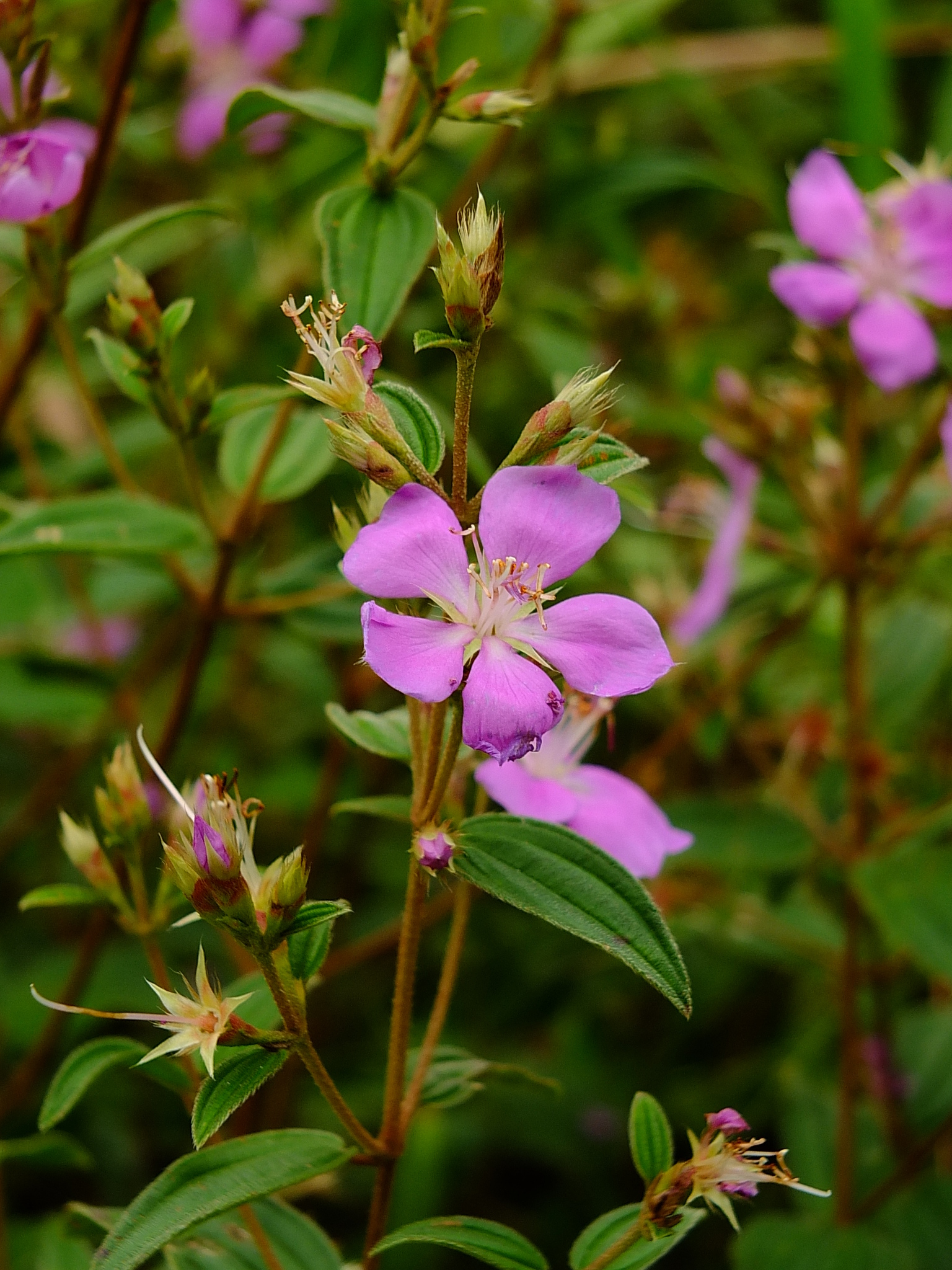Tibouchina