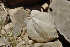Astrophytum coahuilense