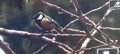 Parus major