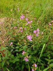 Tibouchina aspera