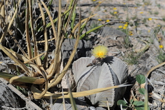 Astrophytum coahuilense