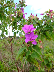 Rhynchanthera grandiflora
