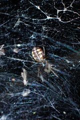 Prosoponoides sinense