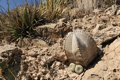 Astrophytum coahuilense
