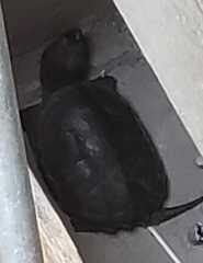 Chelydra acutirostris