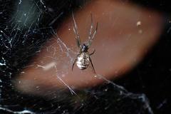 Prosoponoides sinense