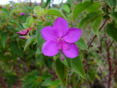 Rhynchanthera grandiflora
