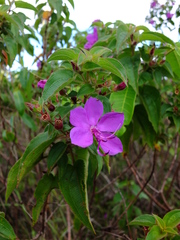 Rhynchanthera grandiflora