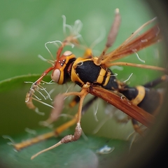 Ophiocordyceps humbertii