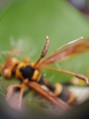 Ophiocordyceps humbertii