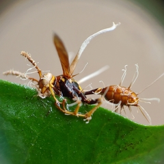 Ophiocordyceps humbertii